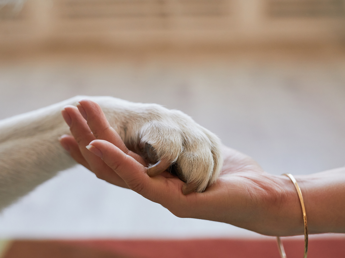 De liefde van huisdieren zonder woorden